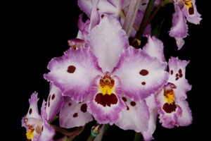 Oncidium Petulant Prince Rustic Canyon AM 82 pts.